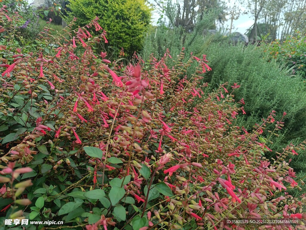 艳丽花丛中的多彩植物