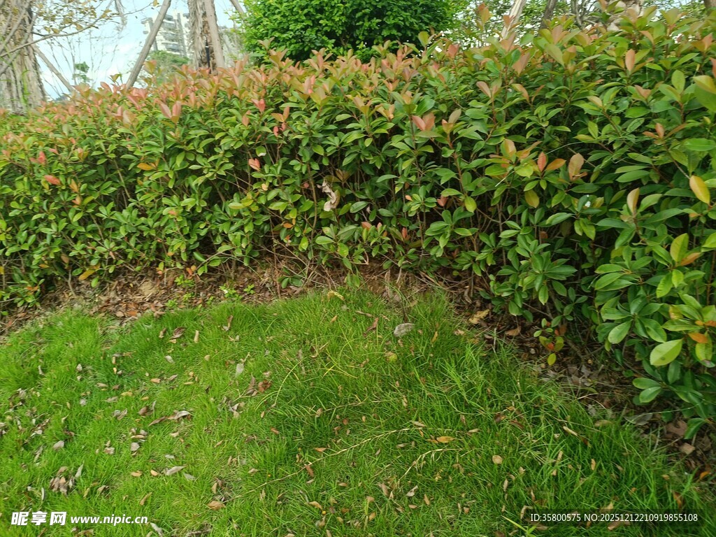 绿意盎然的灌木与草地