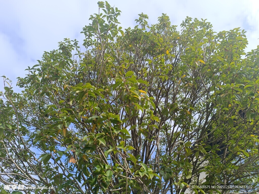 阳光下的葱郁大树