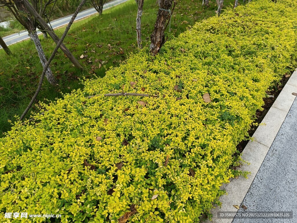 路边翠绿繁茂的灌木景观