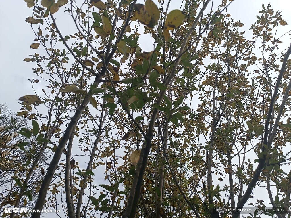 秋日树林中的树木枝叶