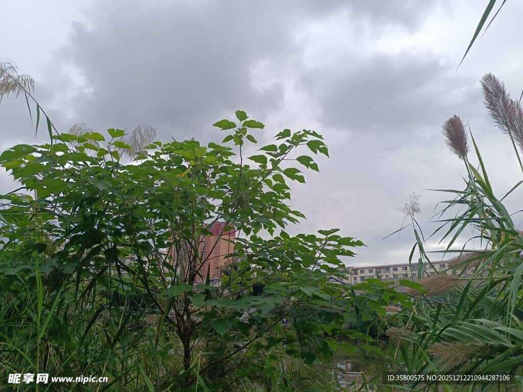 雨中繁茂绿植景观