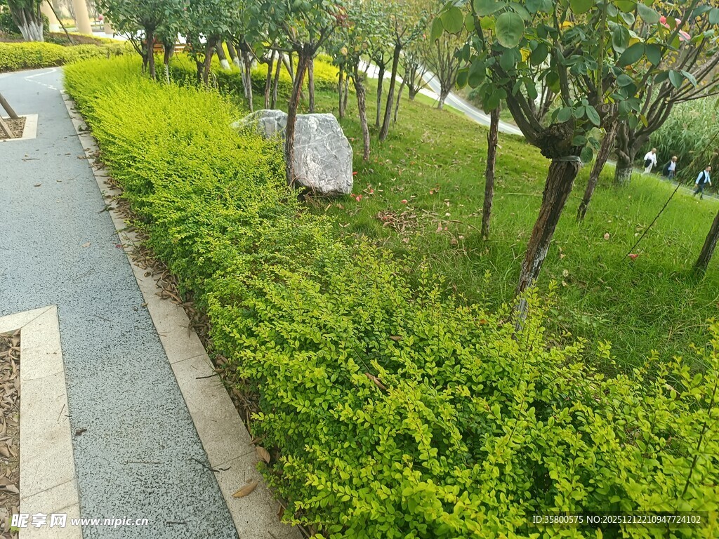 城市绿化带景观