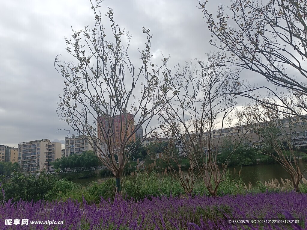紫色花海旁的光秃树木