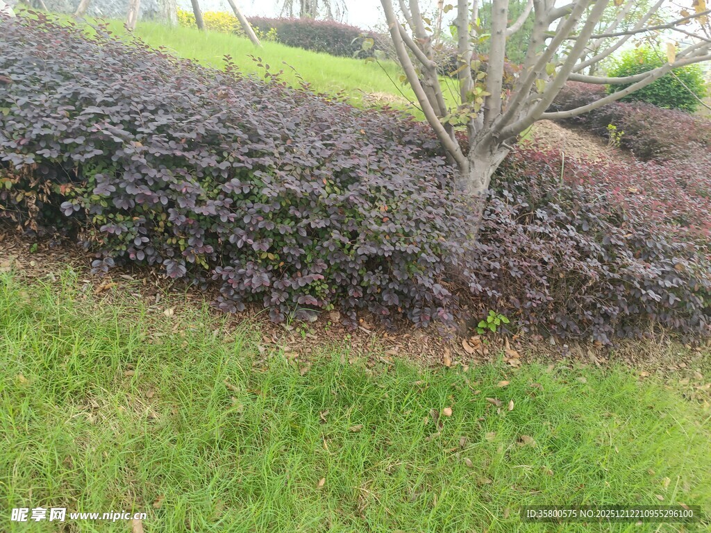 花园绿植景观一角