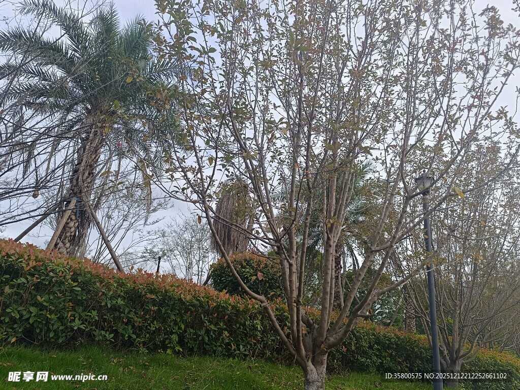 公园中的树木与绿植景观