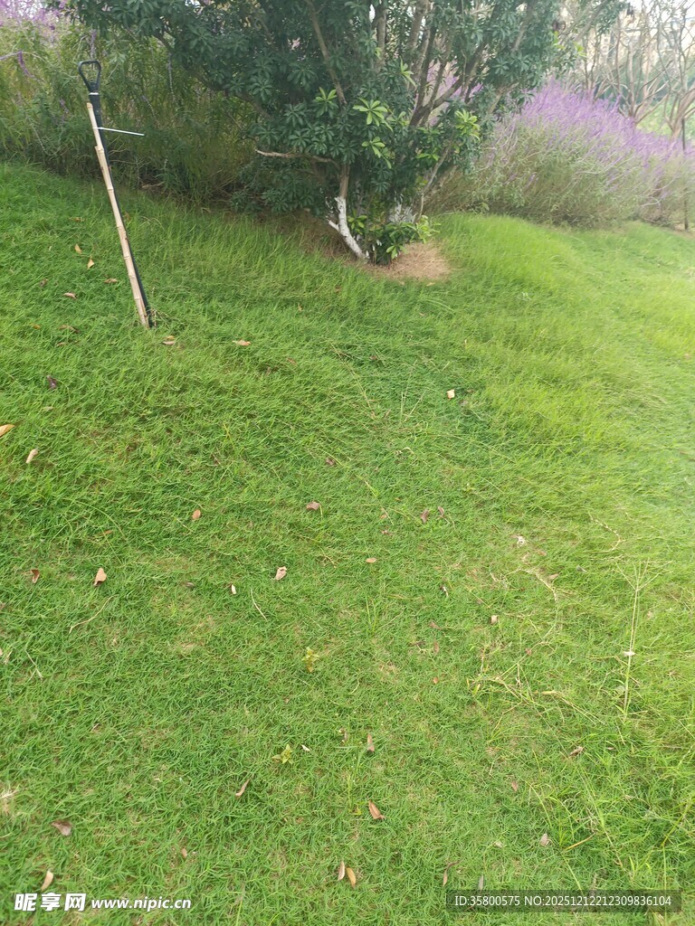 绿意盎然的户外草地场景