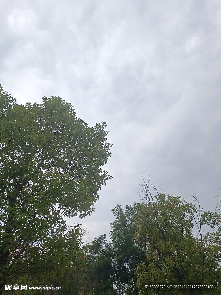 阴天中的葱郁树木