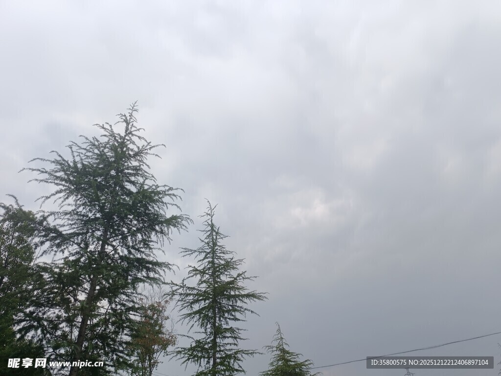 阴天中的挺拔树木