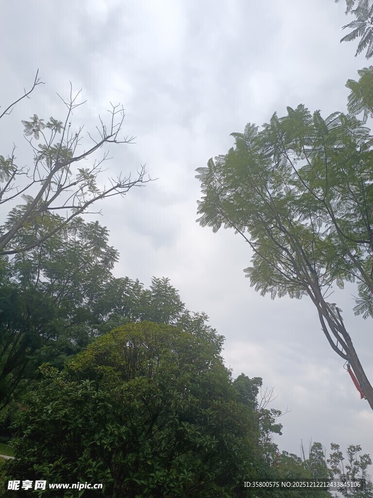 仰视茂密树林中的天空