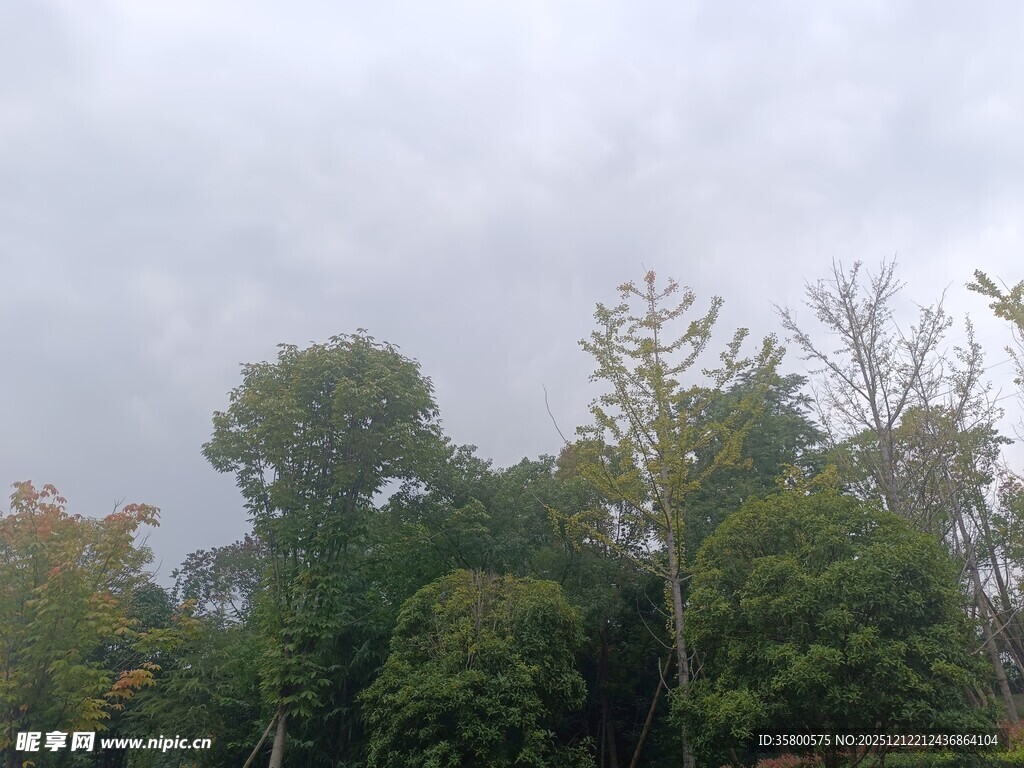 阴天中的茂密树林