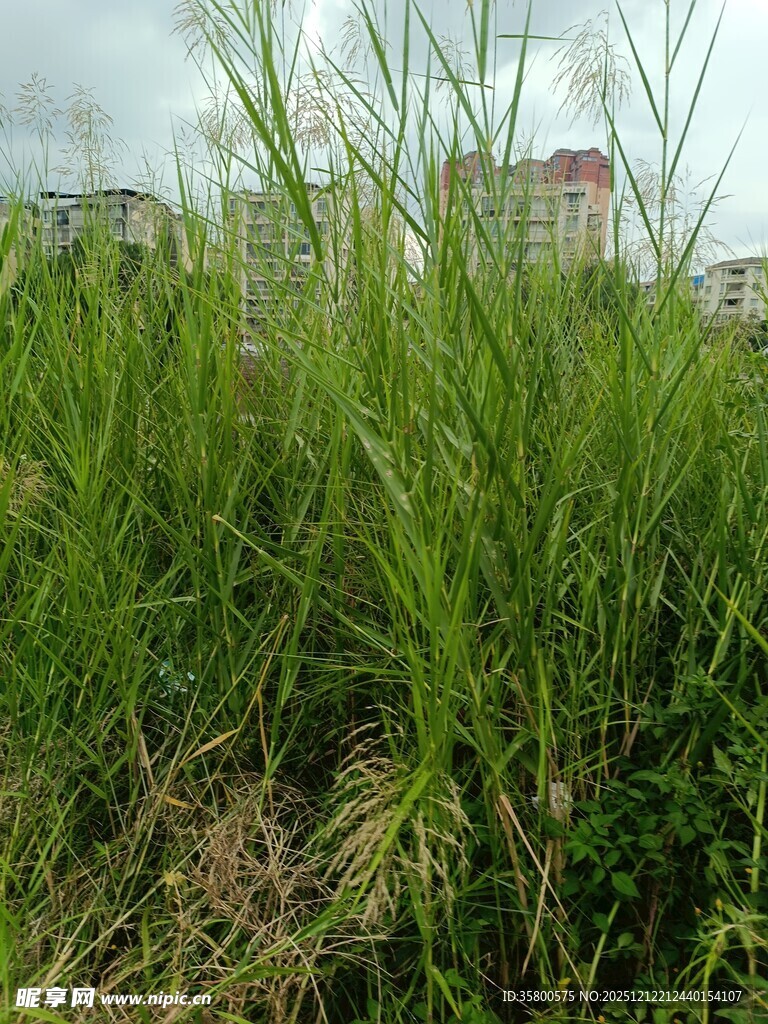 野外茂盛的绿色草丛