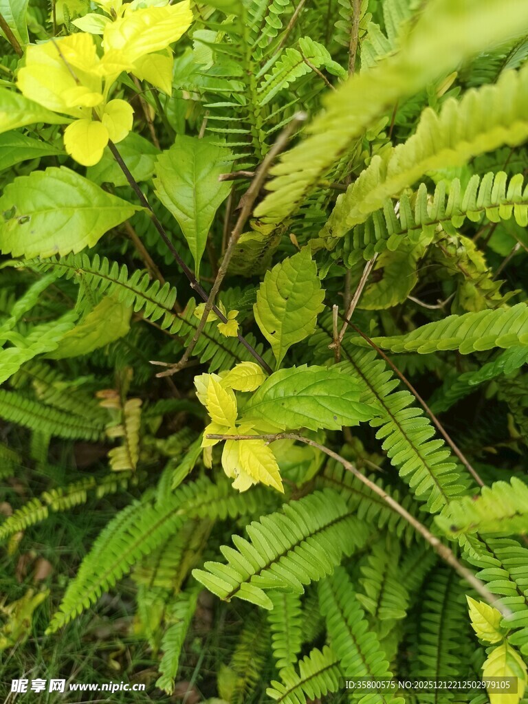 翠绿丛中的黄色小花