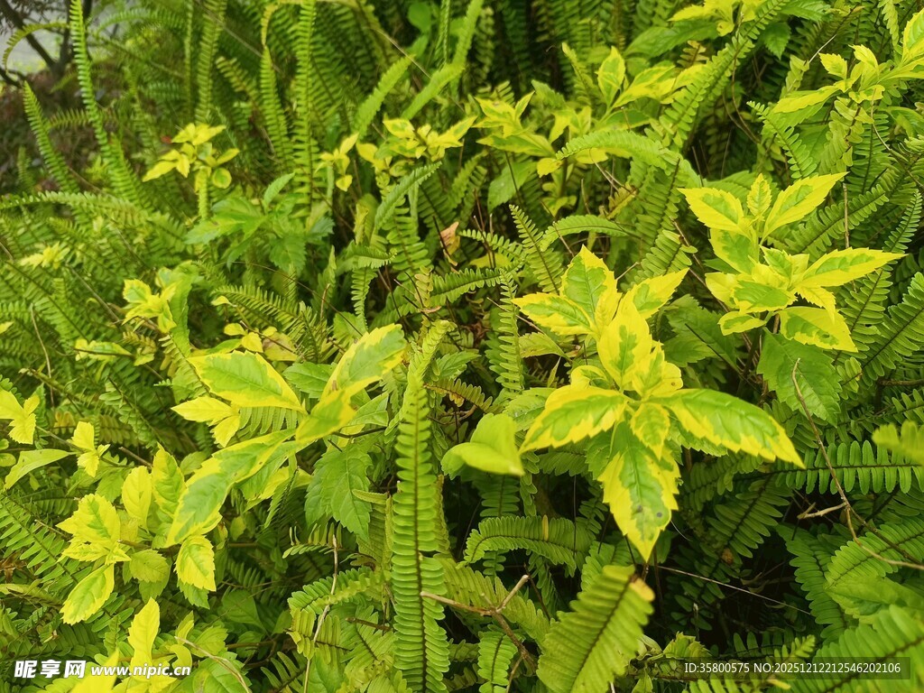 嫩绿植物生机勃勃景象