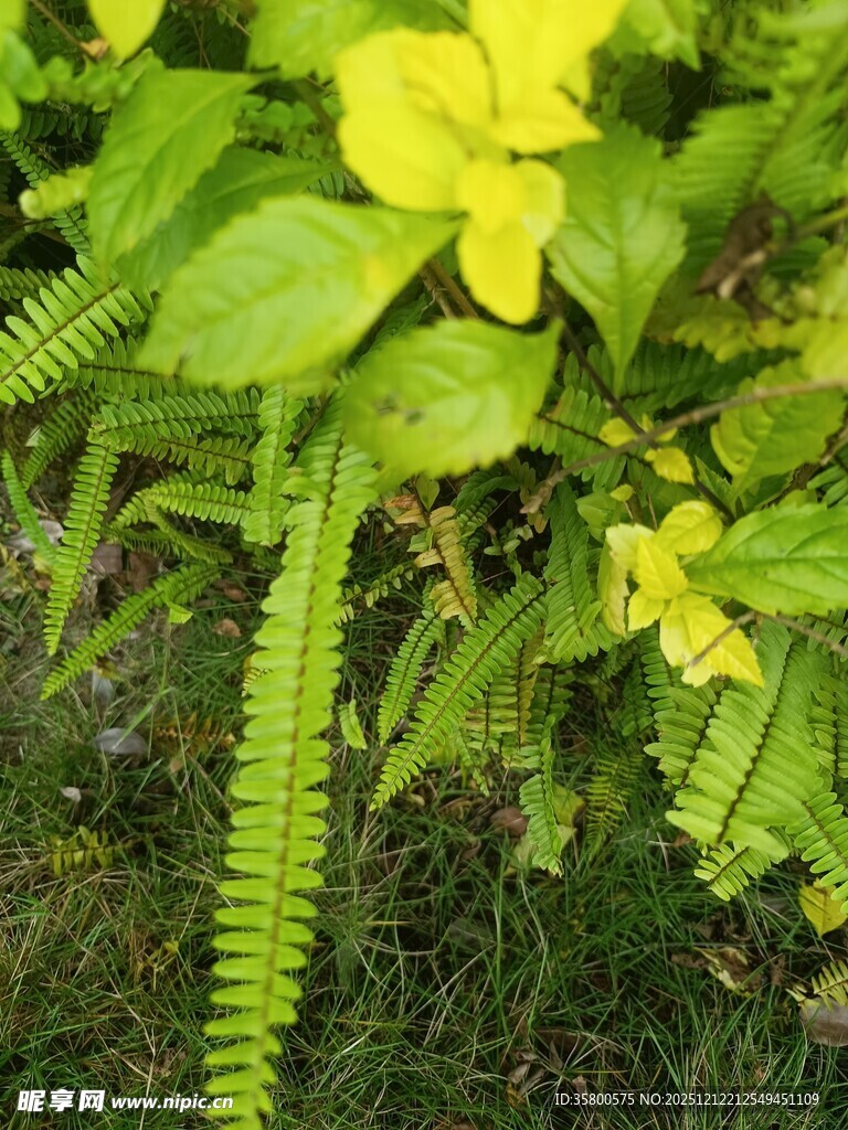 黄花绿植相伴的清新景致