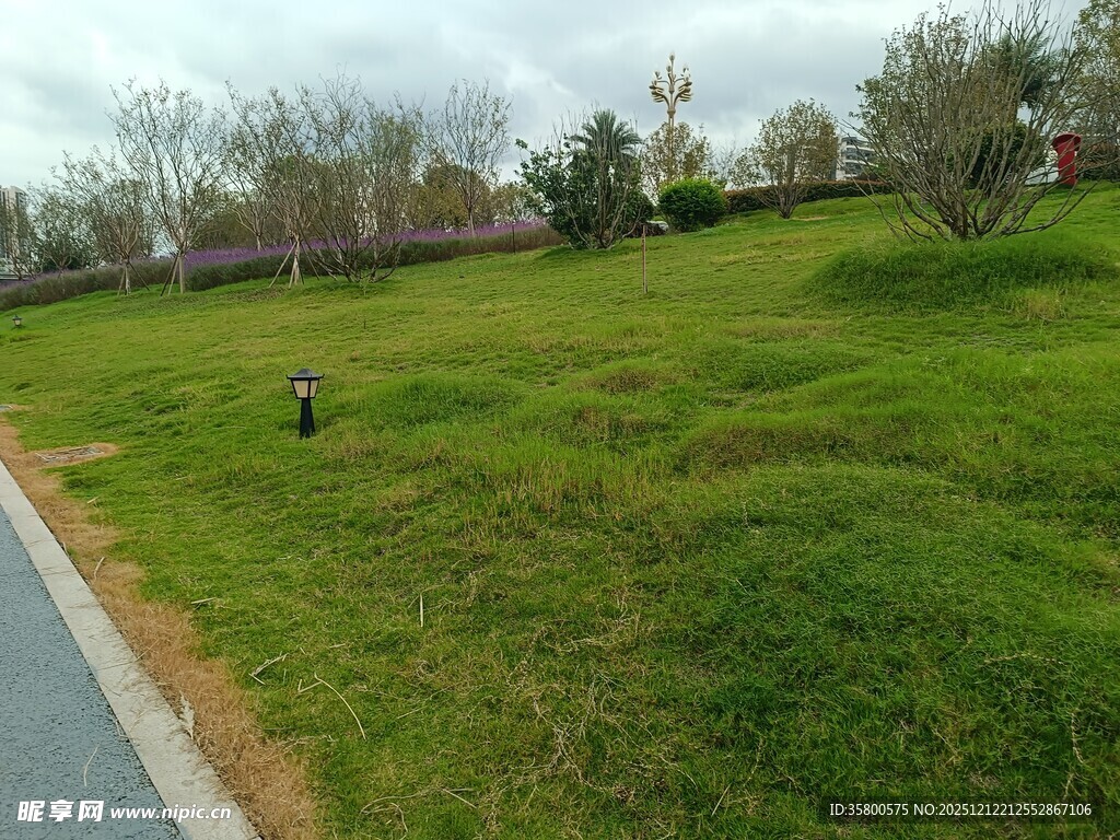 路边绿意盎然的开阔草地