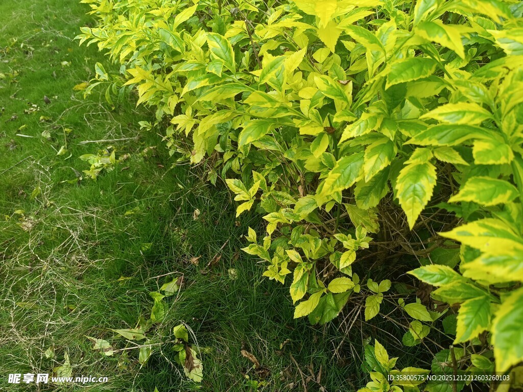 黄绿相间灌木植物景观