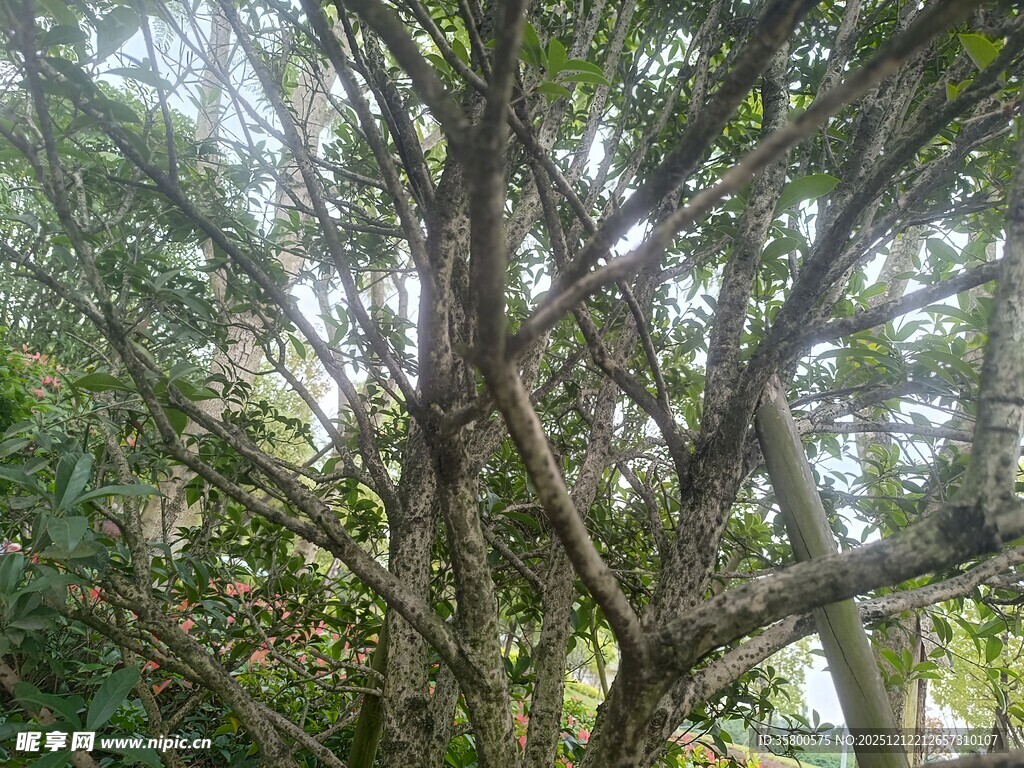 繁茂树林中的交错枝干