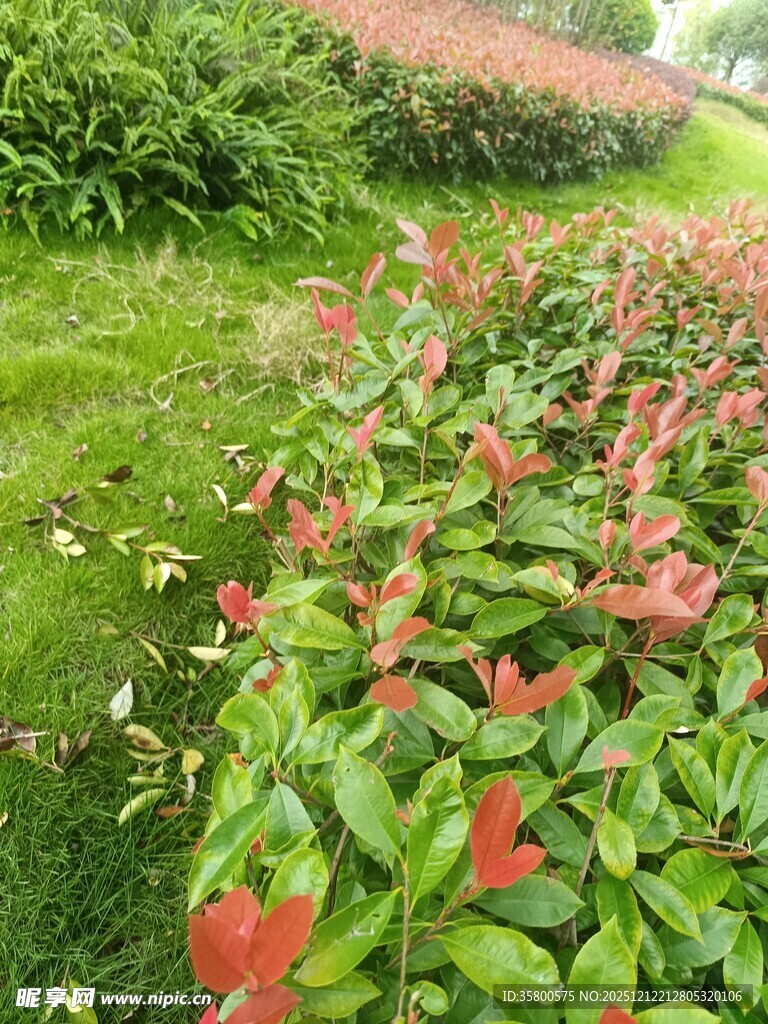 鲜艳花丛装点翠绿草地