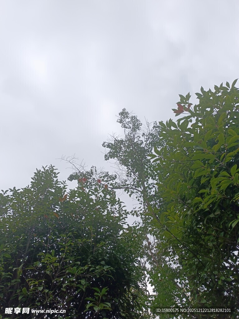 绿树之上的朦胧天空