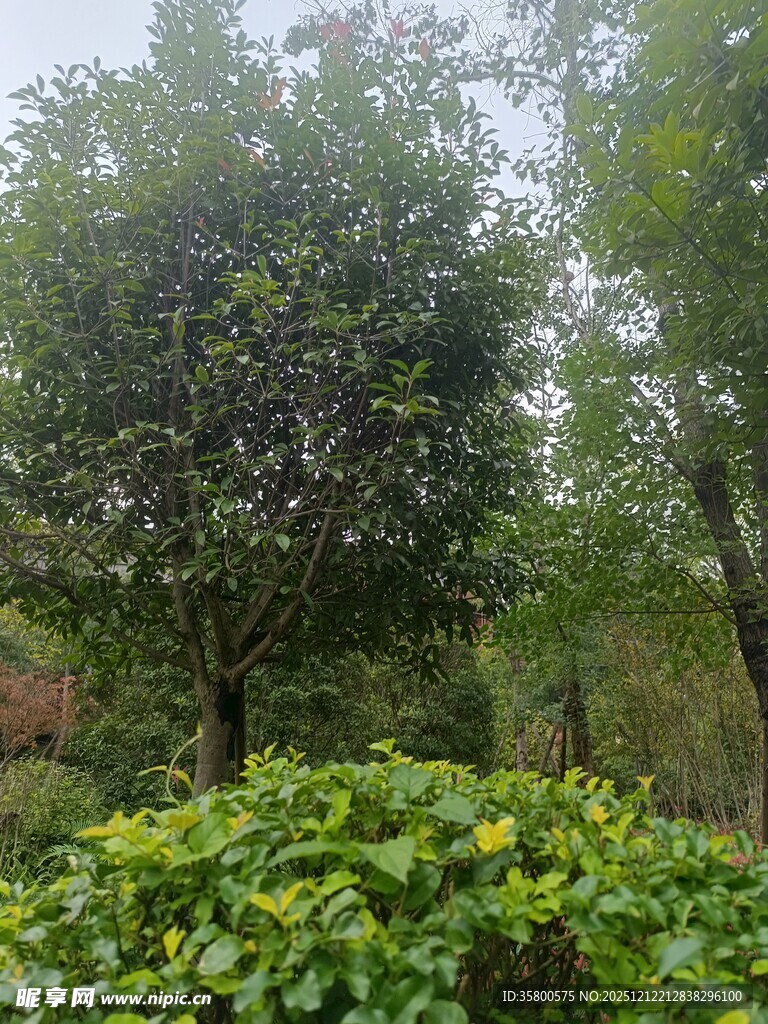 绿意盎然的树林与灌木丛