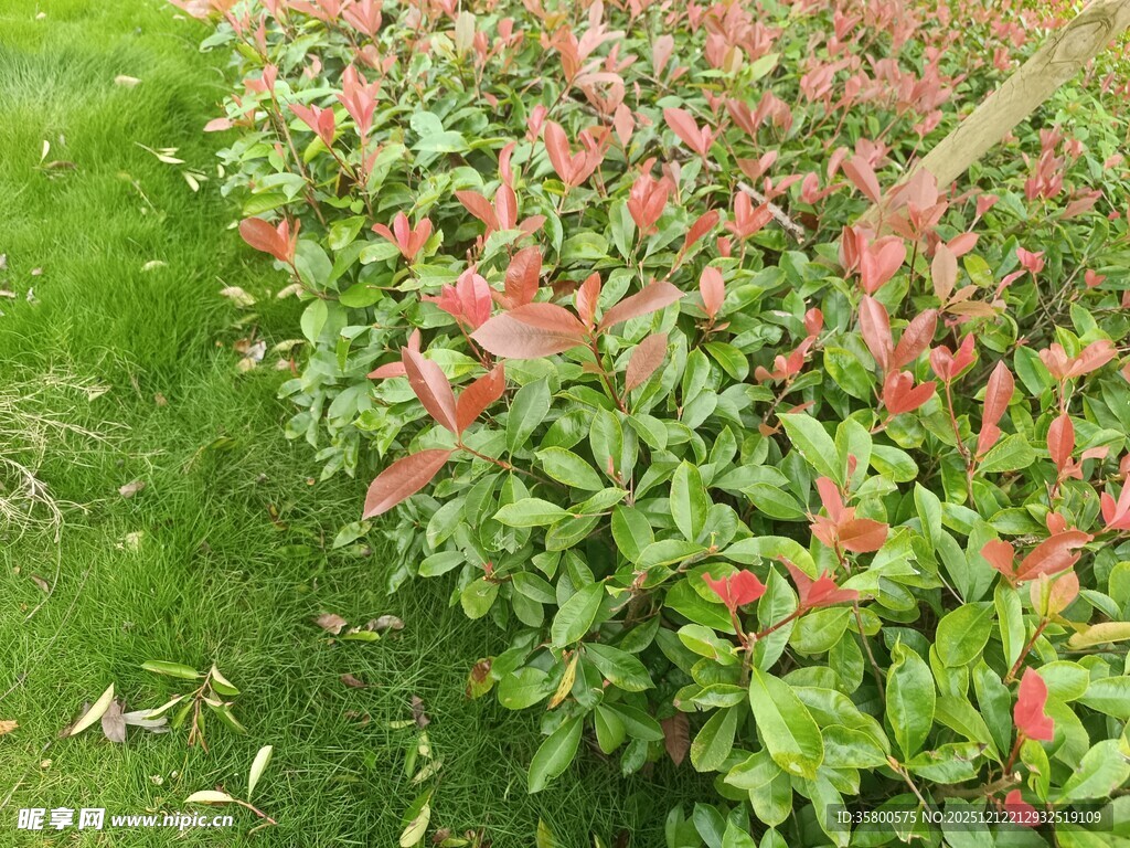 鲜艳花丛与翠绿草地