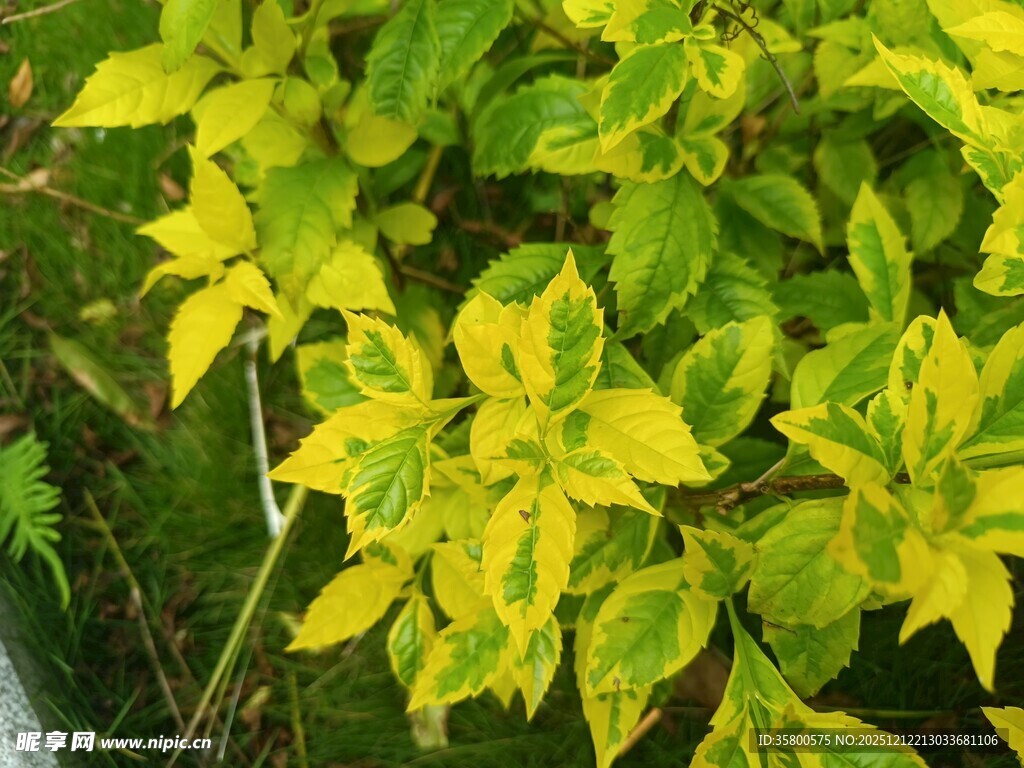 金黄绿叶植物特写