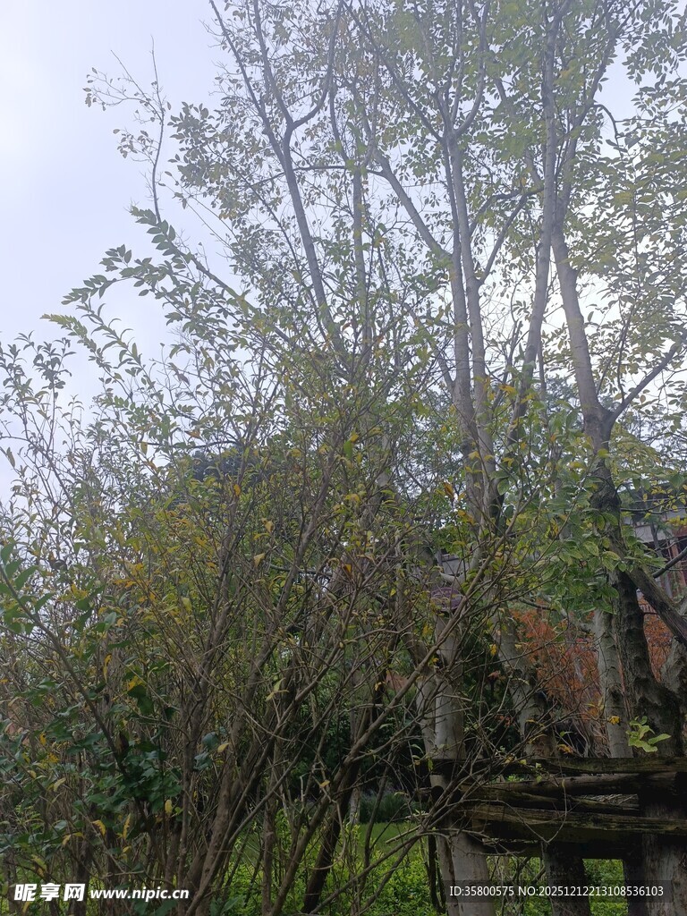 山林间的树木与简易木架