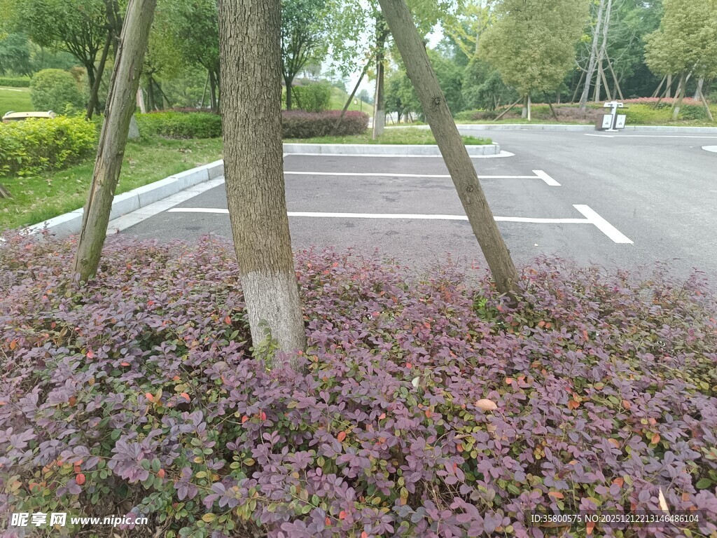 树下紫叶植物景观