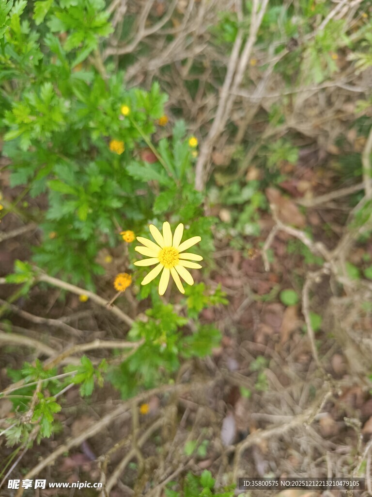 草丛中的黄色小花