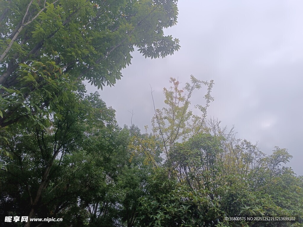 雾中葱郁树林景色