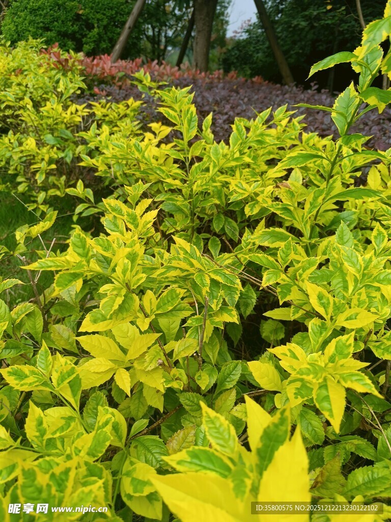 黄绿相间的斑斓植物