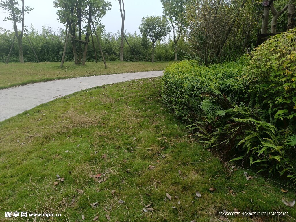 蜿蜒小径旁的葱郁绿植