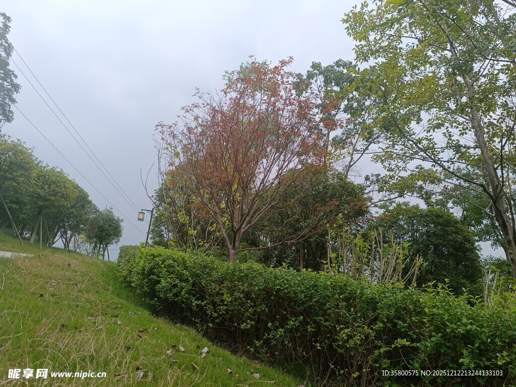 郊外绿意盎然的自然景致