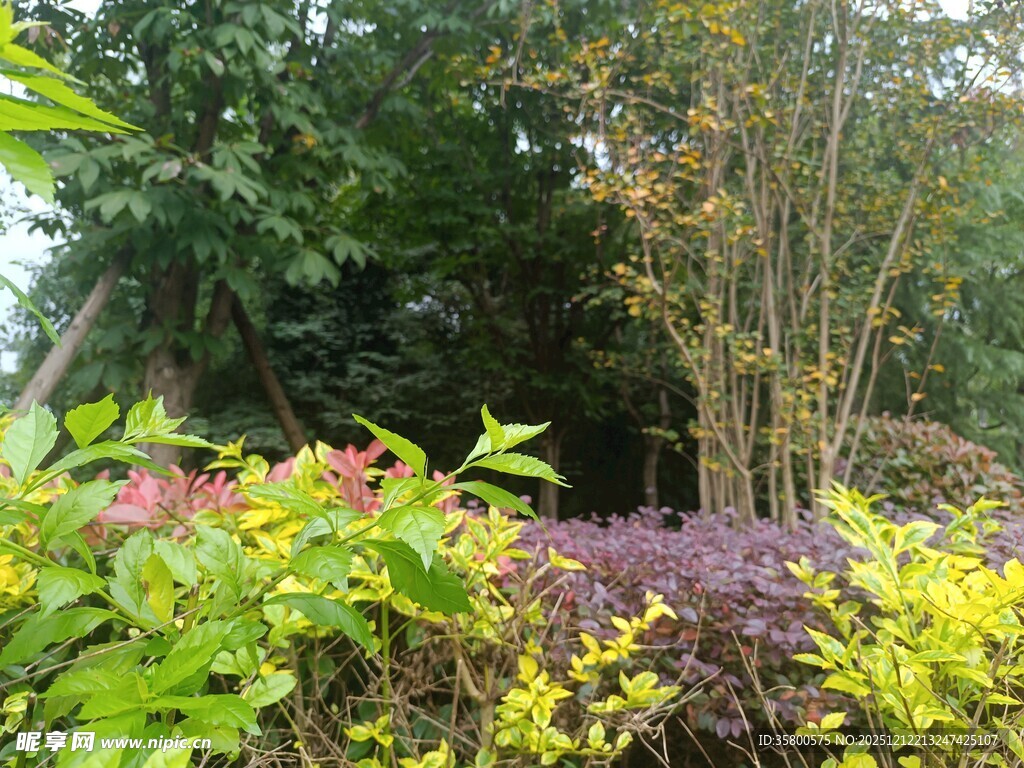 多彩植物装点的自然景致