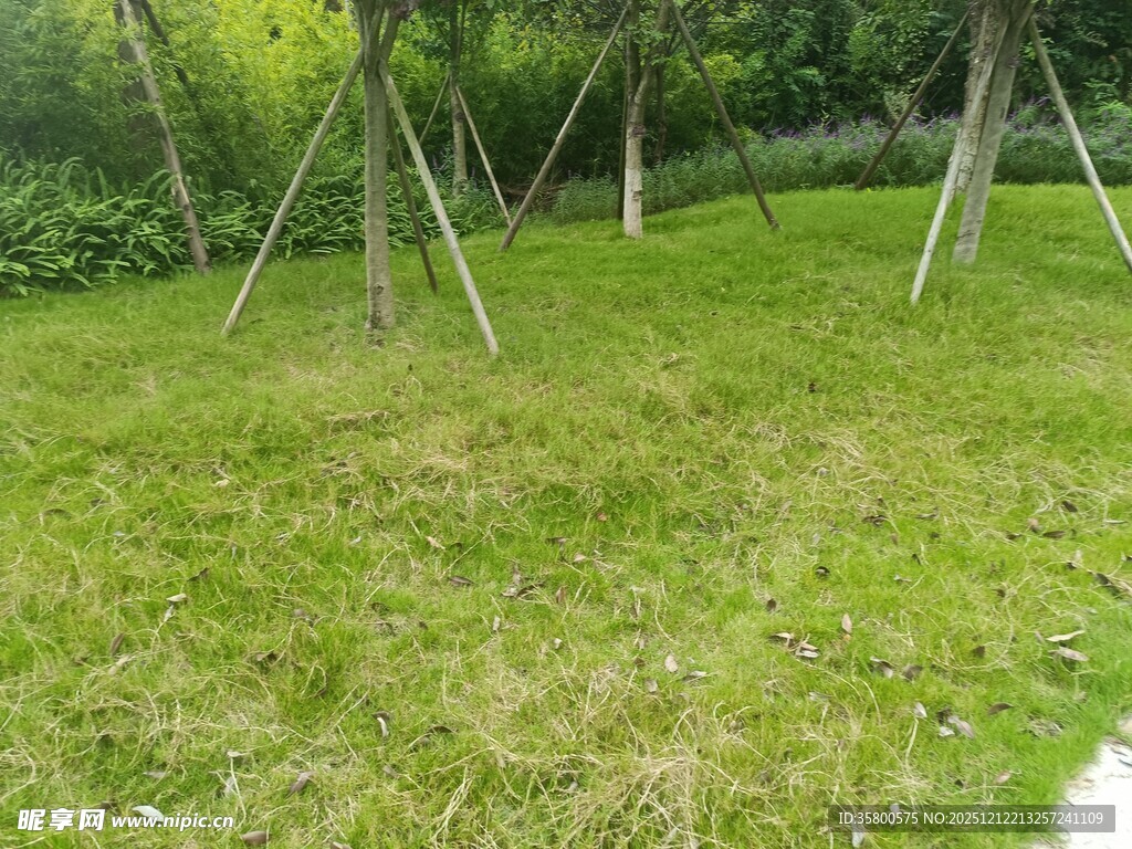 绿意盎然的草地与树木