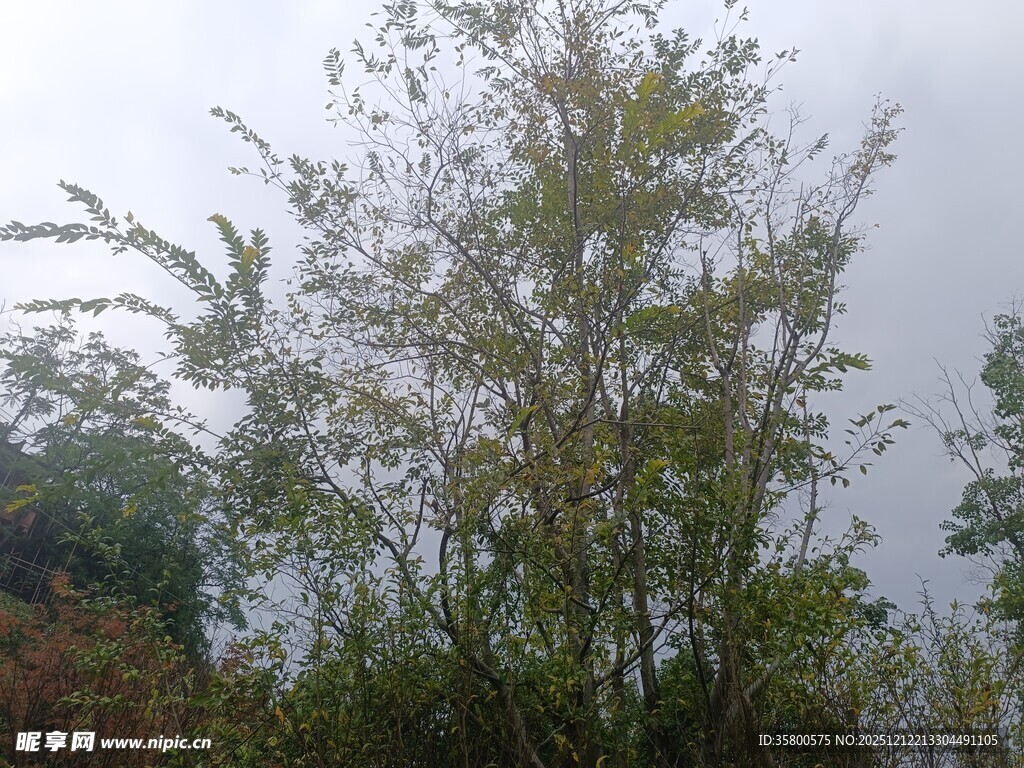 野外葱郁树木景观