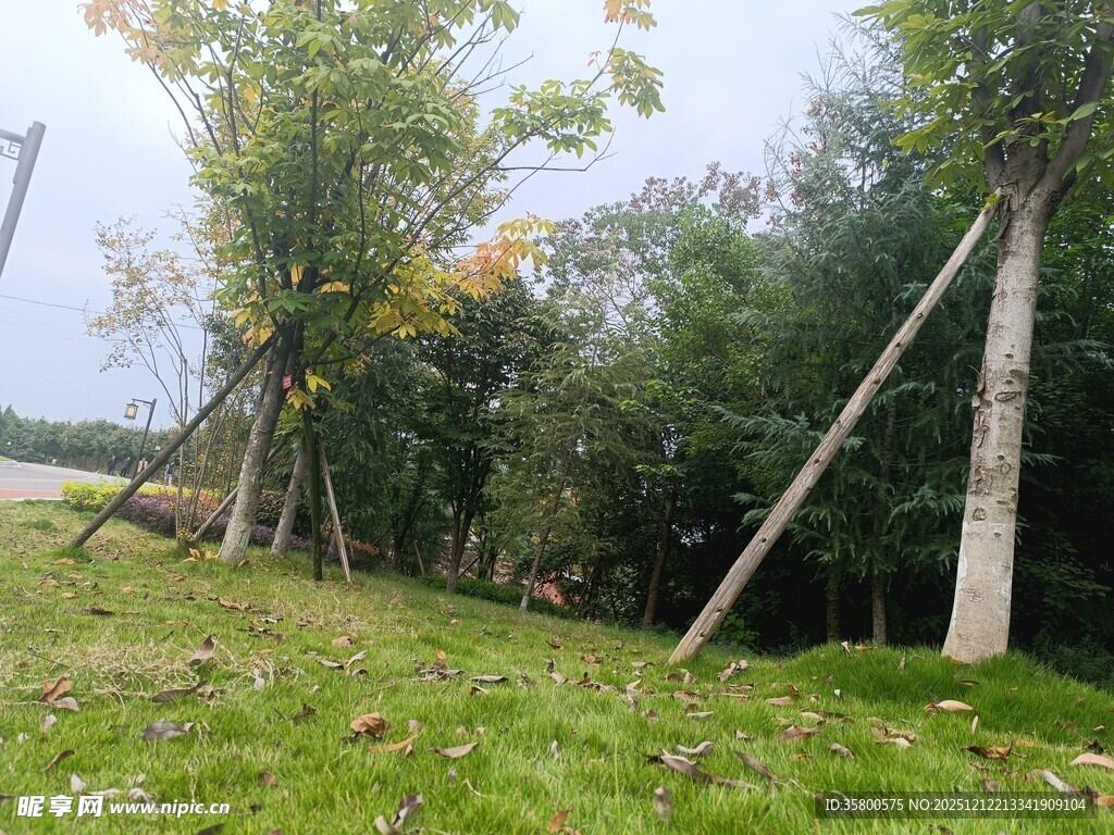 林间草地旁的树木景象