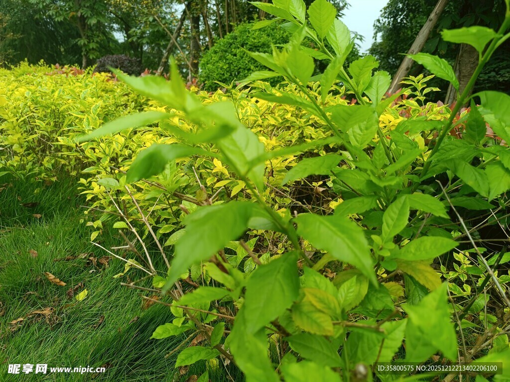 翠绿繁茂的植物景观