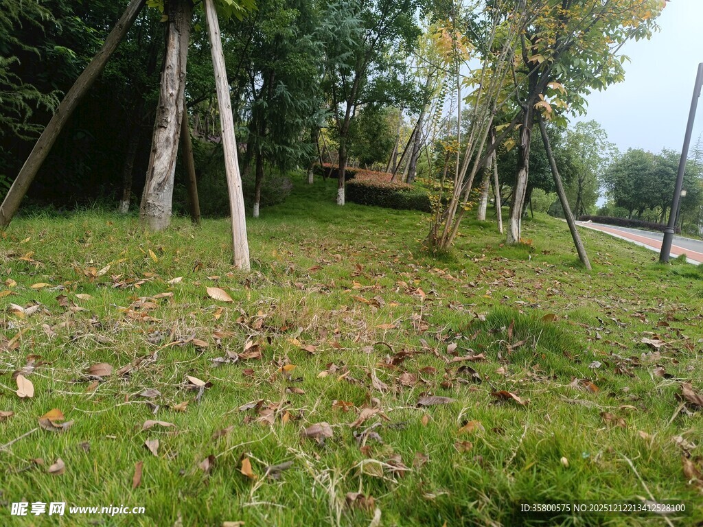 秋日公园草地树木景致
