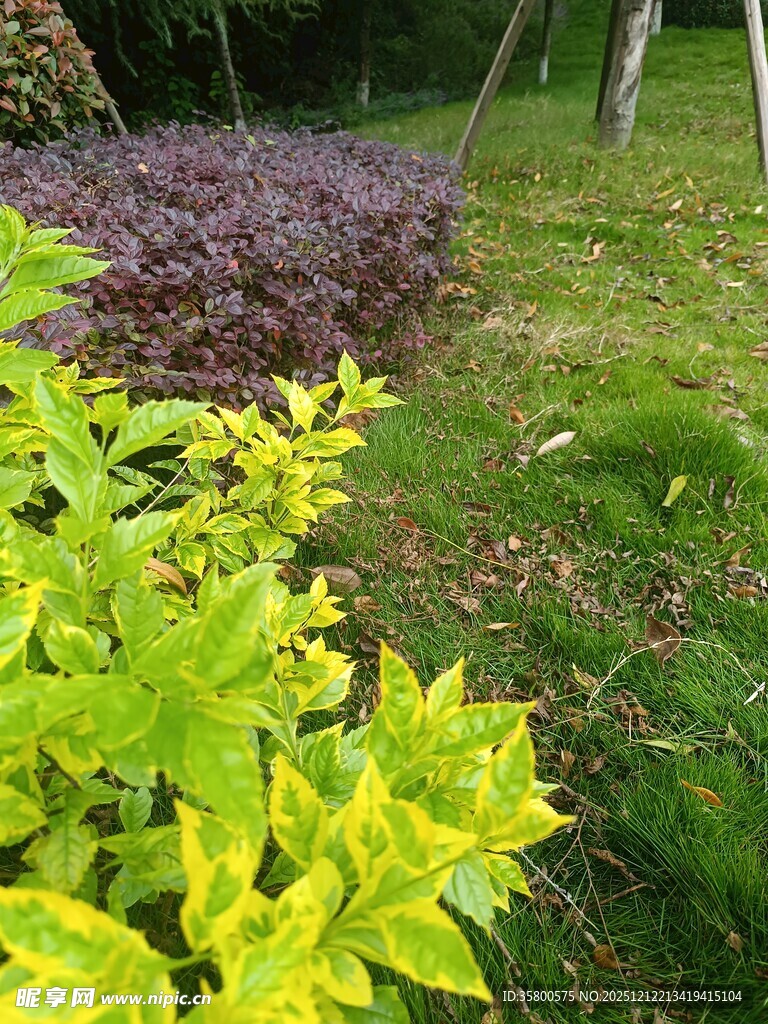 多彩绿植展现自然生机