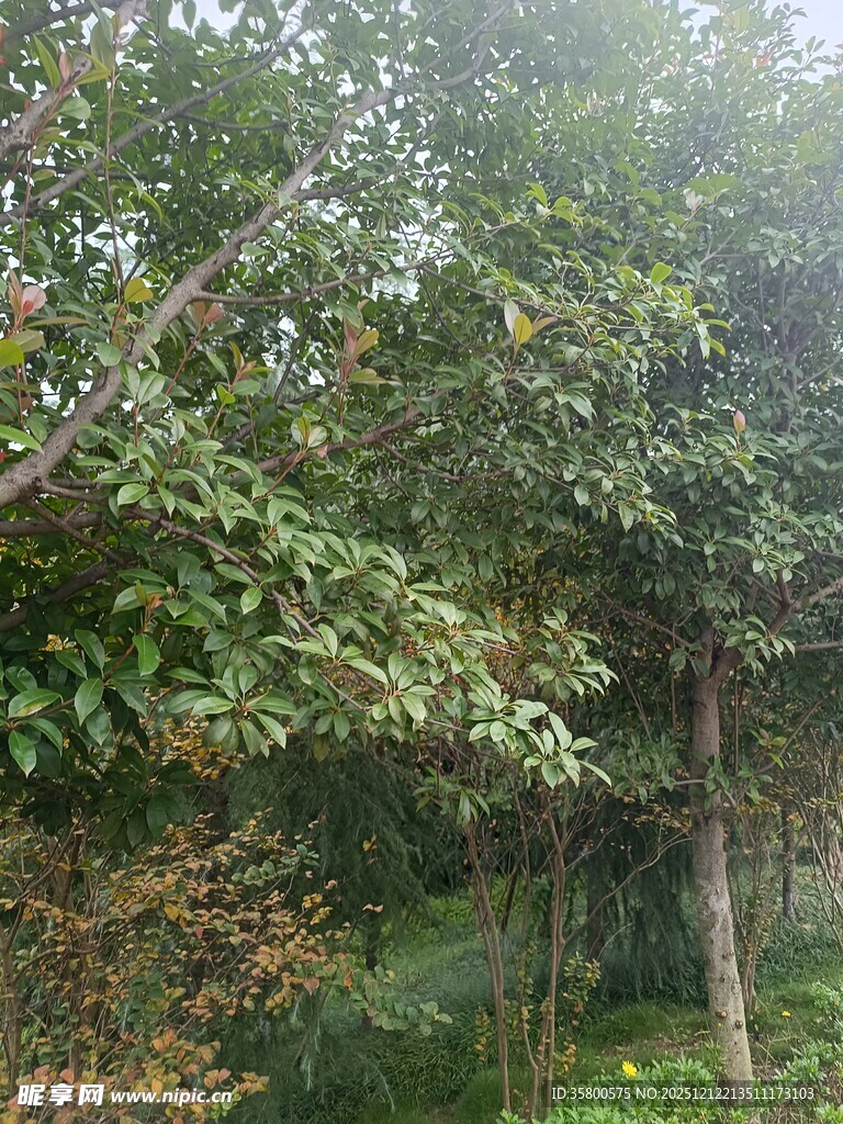 林间绿意盎然的树木景观