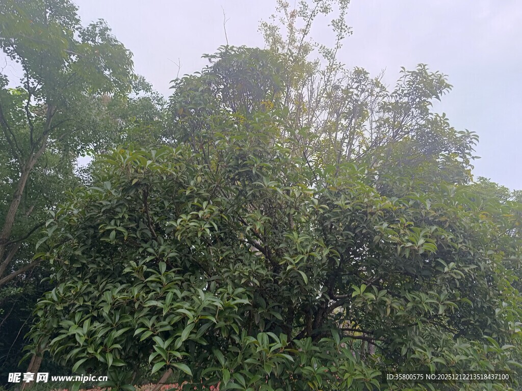 茂密绿意盎然的树林景观