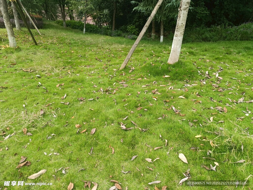 户外草地与木桩场景