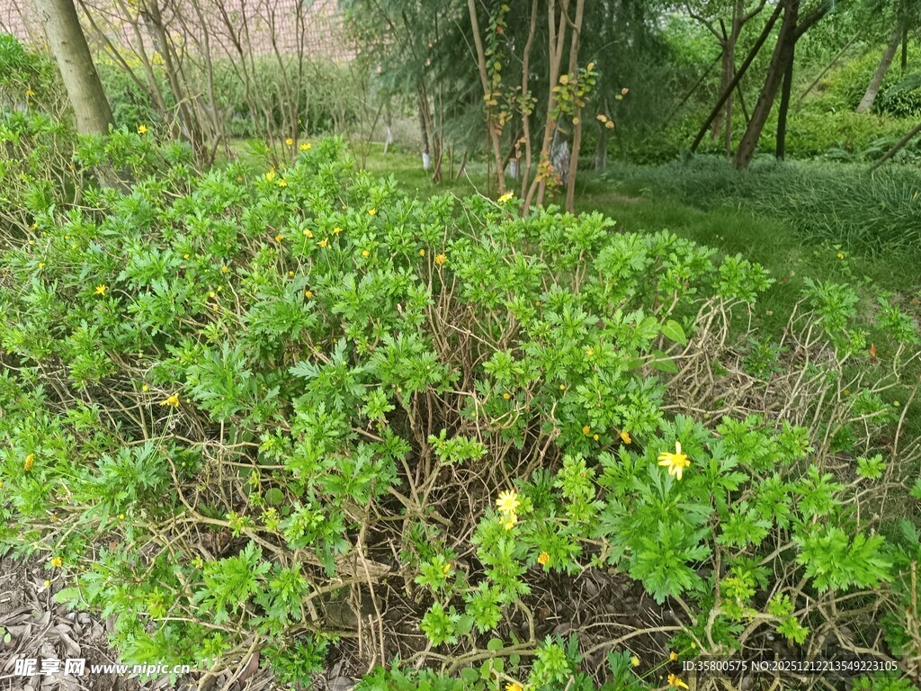 绿意盎然的灌木丛景观