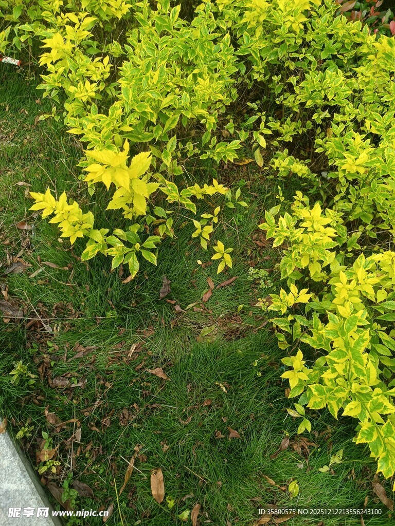 金黄灌木绿植景观