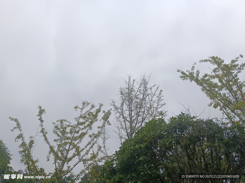 阴天中的繁茂树木