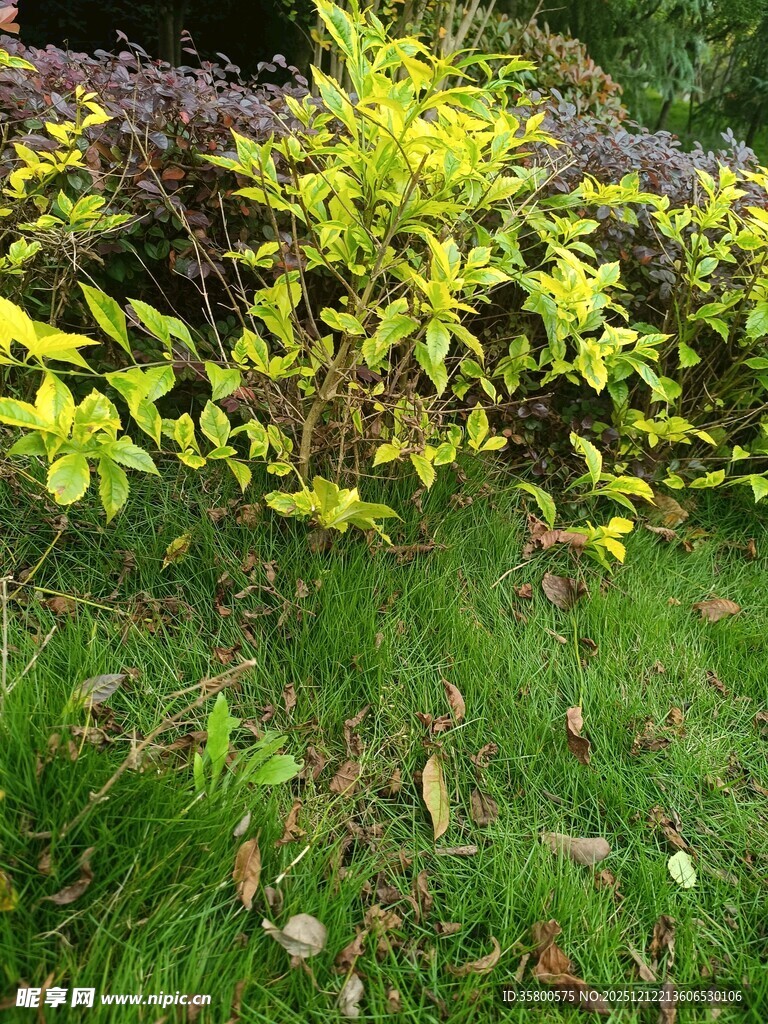 绿叶繁茂的户外植物景观