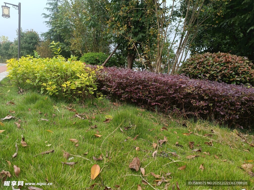 路边多彩灌木景观