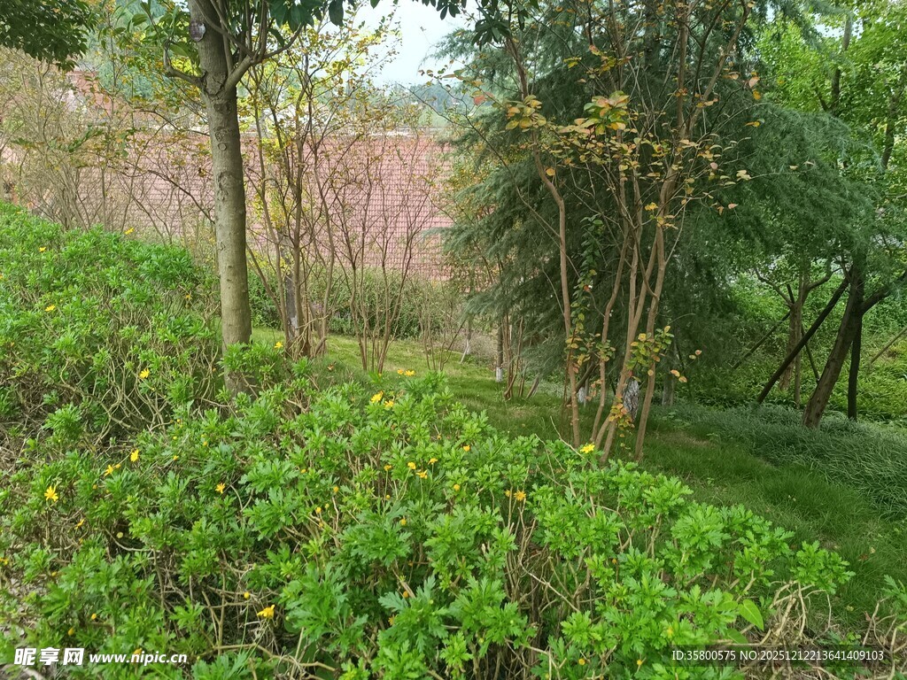春日绿意盎然的树林景象